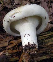 Lactarius deceptivus.